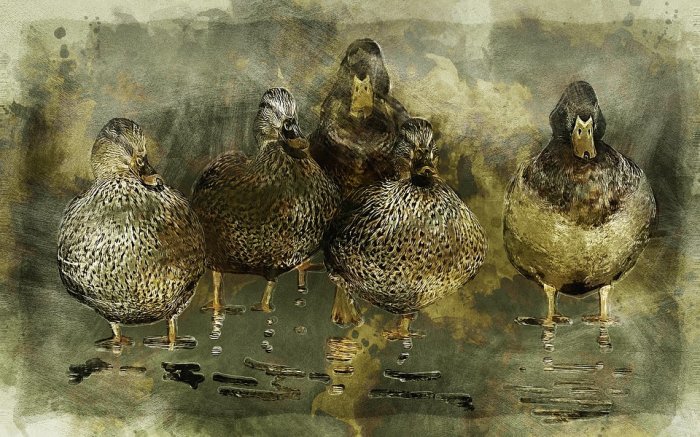 Duck Animal Nature Water Water Bird Wildlife Farm